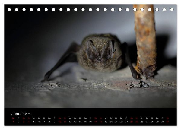 Produktbild: Flederm&auml;use - J&auml;ger der Nacht (Tischkalender 2026 DIN A5 quer), CALVENDO Monatskalender