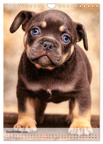 Produktbild: Frenchies Love &ndash; Kleine Schnuten ganz gro&szlig; - Franz&ouml;sische Bulldoggen Welpen unwiderstehlich s&uuml;&szlig; (Wandkalender 2026 DIN A4 hoch), CALVENDO Monatskalender