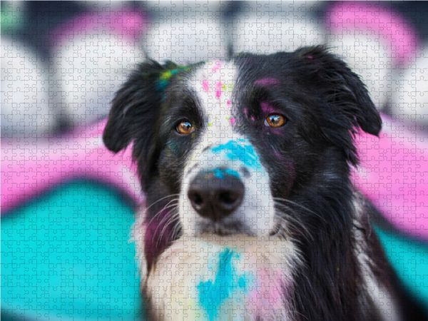Produktbild: CALVENDO Puzzle Border Collie | 1000 Teile Lege-Gr&ouml;&szlig;e 64x48cm Foto-Puzzle f&uuml;r gl&uuml;ckliche Stunden