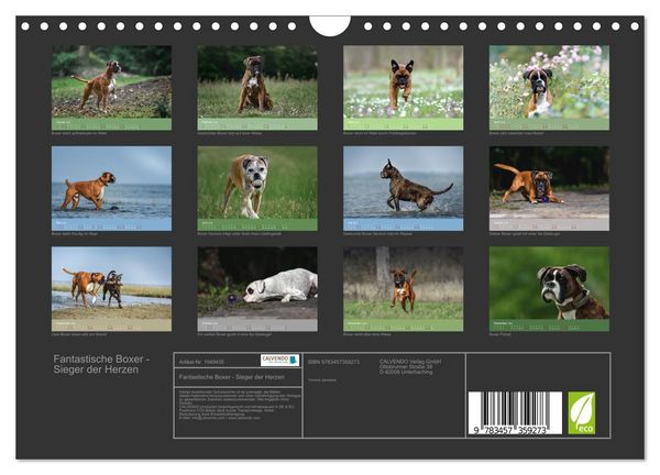 Produktbild: Fantastische Boxer - Sieger der Herzen (Wandkalender 2026 DIN A4 quer), CALVENDO Monatskalender