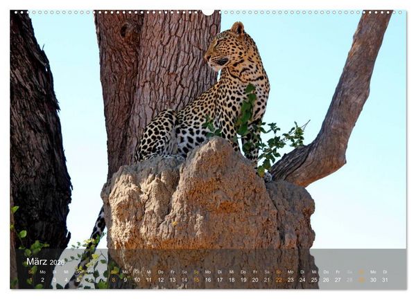 Produktbild: Botswana Wildlife (hochwertiger Premium Wandkalender 2026 DIN A2 quer), Kunstdruck in Hochglanz