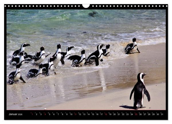 Produktbild: S&Uuml;DAFRIKA Augenblicke (Wandkalender 2026 DIN A3 quer), CALVENDO Monatskalender