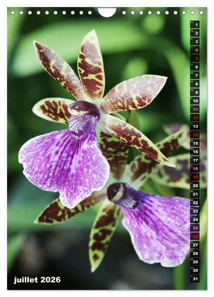 Produktbild: Miracle floral l'orchid&eacute;e (Calendrier mural 2026 DIN A4 horizontal), CALVENDO calendrier mensuel