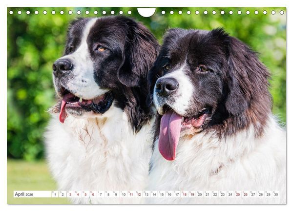 Produktbild: Unsere Freunde auf vier Pfoten - Hunde (Wandkalender 2026 DIN A4 quer), CALVENDO Monatskalender