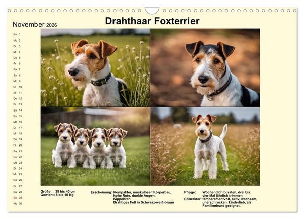 Produktbild: Terrier-Rassen im Portrait (Wandkalender 2026 DIN A3 quer), CALVENDO Monatskalender