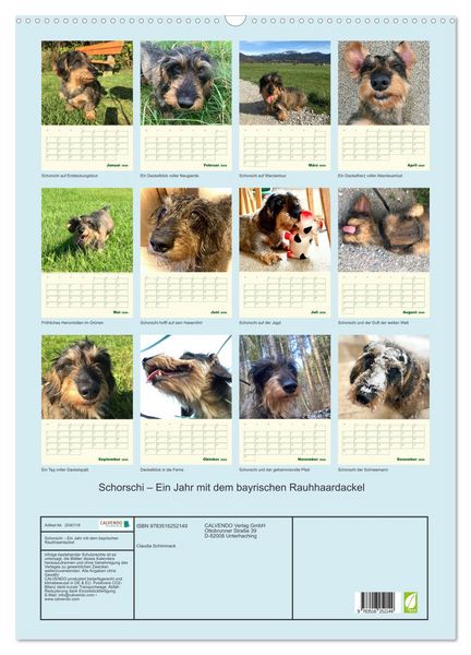 Produktbild: Schorschi &ndash; Ein Jahr mit dem bayrischen Rauhhaardackel (Wandkalender 2026 DIN A2 hoch), CALVENDO Monatskalender