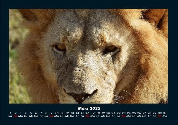 Produktbild: L&ouml;wen in der Wildnis 2025 Fotokalender DIN A4