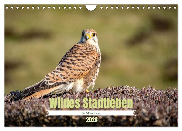 Produktbild: Wildes Stadtleben in M&uuml;nchen (Wandkalender 2026 DIN A4 quer), CALVENDO Monatskalender