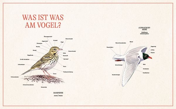 Produktbild: Unsere Vogelwelt