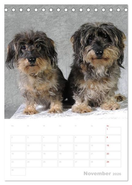 Produktbild: Der Dackel - mein kleiner Freund (Tischkalender 2026 DIN A5 hoch), CALVENDO Monatskalender