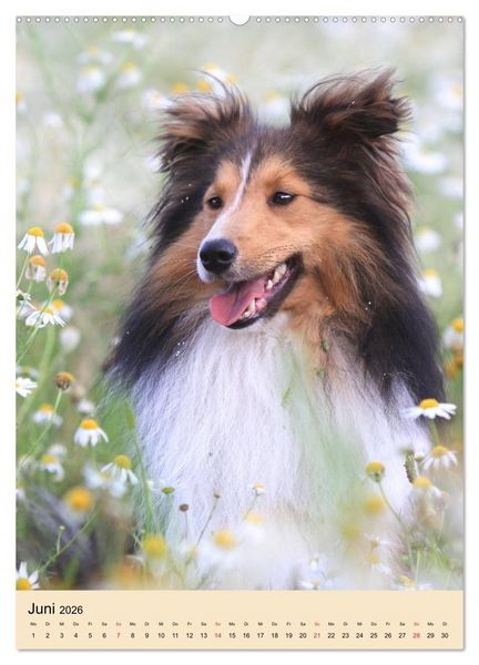 Produktbild: Mit Shelties durchs Jahr (hochwertiger Premium Wandkalender 2026 DIN A2 hoch), Kunstdruck in Hochglanz