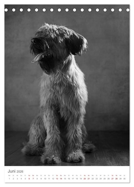Produktbild: Fine Art Hundeportraits (Tischkalender 2026 DIN A5 hoch), CALVENDO Monatskalender
