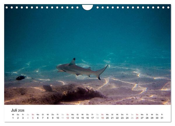Produktbild: Unterwasserwelt der Malediven I (Wandkalender 2026 DIN A4 quer), CALVENDO Monatskalender