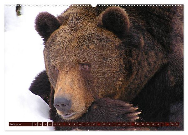 Produktbild: B&auml;ren (hochwertiger Premium Wandkalender 2026 DIN A2 quer), Kunstdruck in Hochglanz