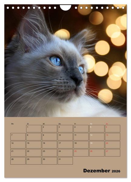Produktbild: Ragdolls zum Verlieben (Wandkalender 2026 DIN A4 hoch), CALVENDO Monatskalender