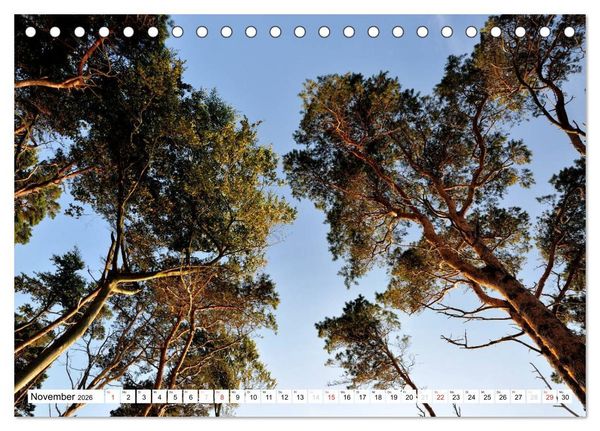 Produktbild: Naturschauspiel Dar&szlig;er Weststrand (Tischkalender 2026 DIN A5 quer), CALVENDO Monatskalender