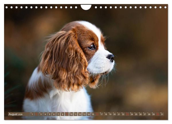 Produktbild: Der Welpenkalender - Cavalier King Charles Spaniel (Wandkalender 2026 DIN A4 quer), CALVENDO Monatskalender
