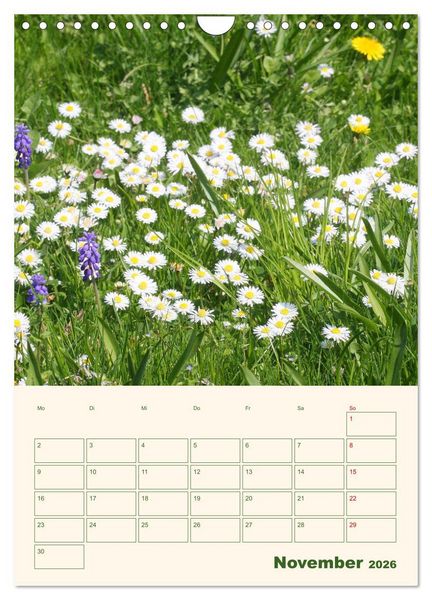 Produktbild: Vertr&auml;umte G&auml;nsebl&uuml;mchen (Wandkalender 2026 DIN A4 hoch), CALVENDO Monatskalender