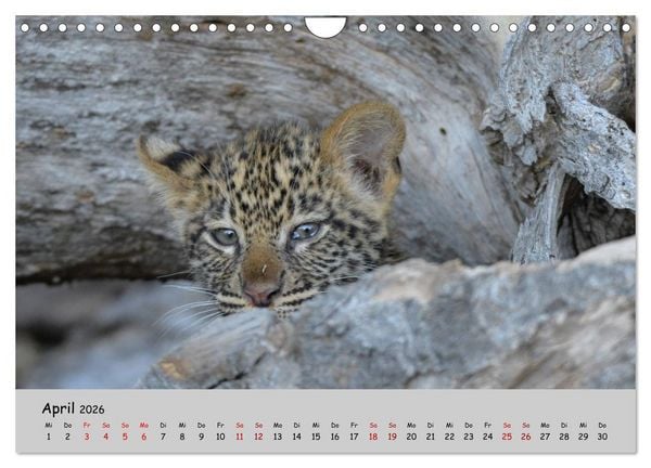 Produktbild: Leoparden - gro&szlig; und klein (Wandkalender 2026 DIN A4 quer), CALVENDO Monatskalender
