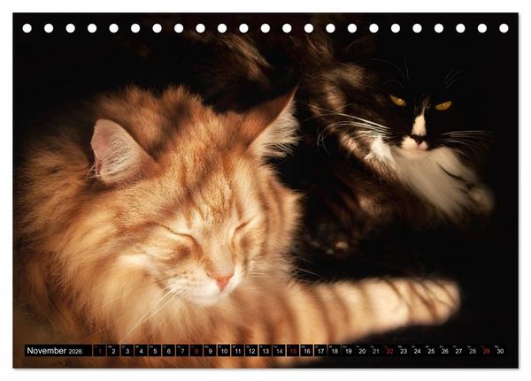 Produktbild: KATZEN Beautys (Tischkalender 2026 DIN A5 quer), CALVENDO Monatskalender