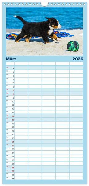 Produktbild: Familienplaner 2026 - Seeb&auml;rchen entdecken die Welt - Berner Sennenhunde mit 5 Spalten (Wandkalender, 21 x 45 cm) CALVENDO