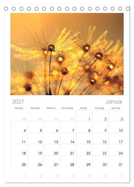 Produktbild: Tischplaner 2027 - Naturjuwel Pusteblume (A5 Tischkalender zum Aufstellen) CALVENDO
