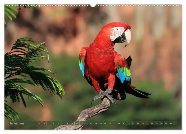 Produktbild: Aras im Pantanal (hochwertiger Premium Wandkalender 2026 DIN A2 quer), Kunstdruck in Hochglanz