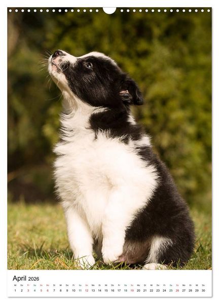 Produktbild: Border Collie Zuckerschnuten (Wandkalender 2026 DIN A3 hoch), CALVENDO Monatskalender