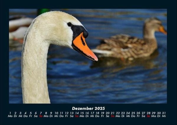 Produktbild: Enten 2025 Fotokalender DIN A4