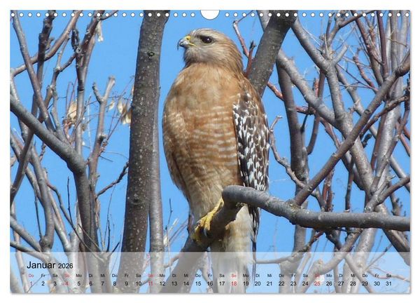Produktbild: Falken und Greifv&ouml;gel. Edle J&auml;ger (Wandkalender 2026 DIN A3 quer), CALVENDO Monatskalender