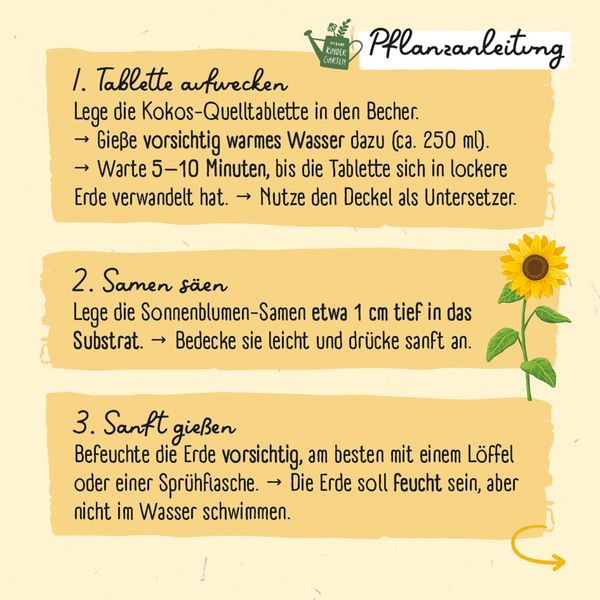Produktbild: Meine erste Sonnenblume
