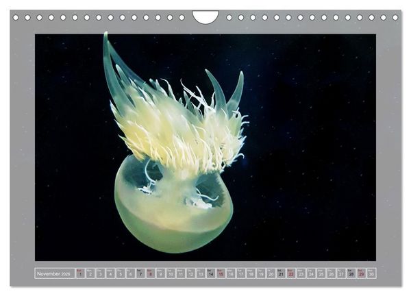 Produktbild: In the world of the medusae (Wall Calendar 2026 DIN A4 landscape), CALVENDO 12 Month Wall Calendar