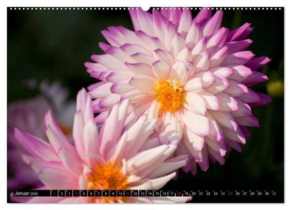 Produktbild: Dahlia - Dahlien (Wandkalender 2026 DIN A2 quer), CALVENDO Monatskalender
