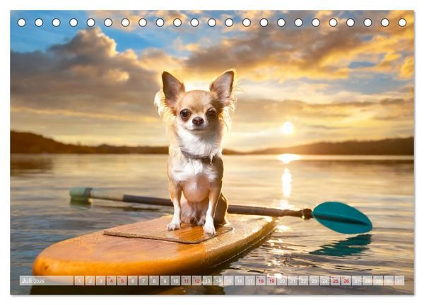 Produktbild: Chillige Chihuahuas - Entspannte Fellnasen genie&szlig;en das Leben (Tischkalender 2026 DIN A5 quer), CALVENDO Monatskalender