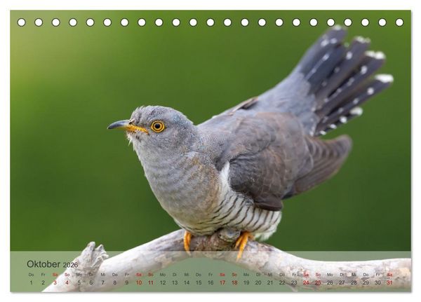 Produktbild: Fantastische Vogelwelt Slowenien (Tischkalender 2026 DIN A5 quer), CALVENDO Monatskalender