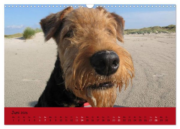 Produktbild: Airedale Terrier (Wandkalender 2026 DIN A3 quer), CALVENDO Monatskalender