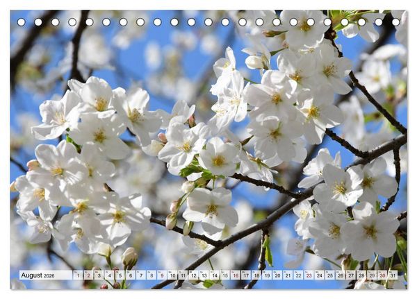 Produktbild: Die Kirschbl&uuml;te in Japan (Tischkalender 2026 DIN A5 quer), CALVENDO Monatskalender