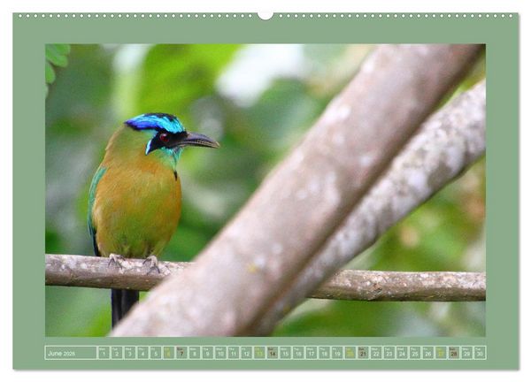 Produktbild: Some Costa Rican Birds (High Quality Premium Wall Calendar 2026 DIN A2 landscape),CALVENDO 12 Month Wall Calendar