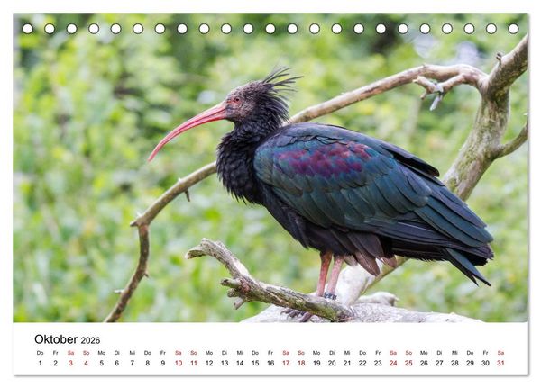 Produktbild: Der Waldrapp - Ein skurriler Vogel (Tischkalender 2026 DIN A5 quer), CALVENDO Monatskalender
