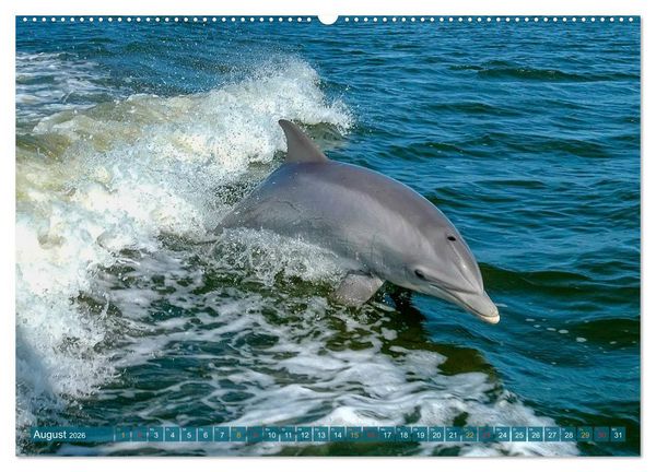 Produktbild: Delfine - elegant und intelligent (Wandkalender 2026 DIN A2 quer), CALVENDO Monatskalender
