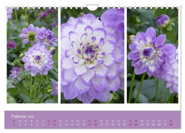 Produktbild: Dahlien-Triplets (Wandkalender 2026 DIN A4 quer), CALVENDO Monatskalender