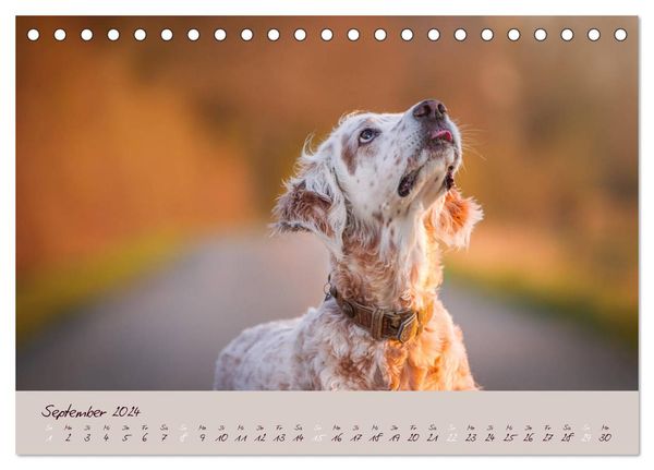 English Setter – Impressionen edler Hunde (Tischkalender 2024 DIN A5 quer), CALVENDO Monatskalender