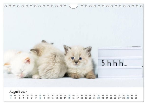 Produktbild: Tierkinder ganz frech (Wandkalender 2027 DIN A4 quer), CALVENDO Monatskalender