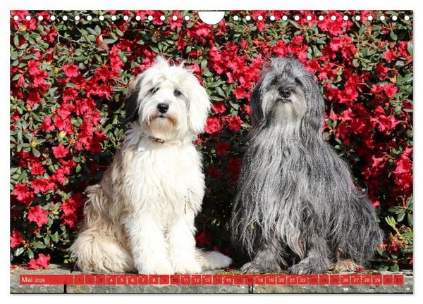 Produktbild: Tibet Terrier Theo (Wandkalender 2026 DIN A4 quer), CALVENDO Monatskalender