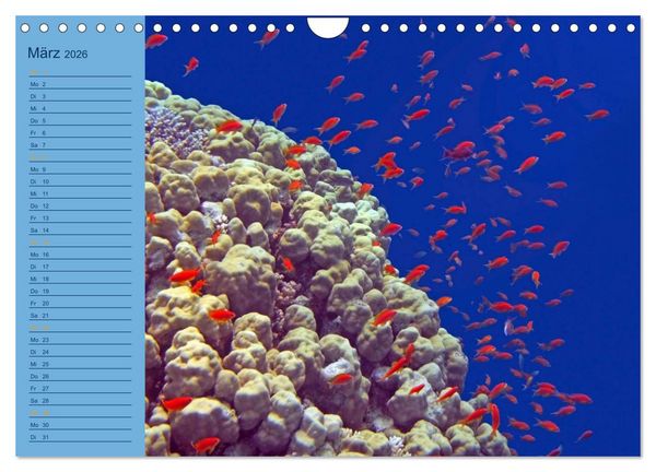 Produktbild: Momente im Blau - Ein Terminplaner f&uuml;r Unterwasser-Freunde (Wandkalender 2026 DIN A4 quer), CALVENDO Monatskalender