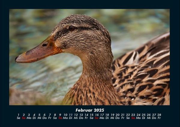 Produktbild: Enten 2025 Fotokalender DIN A4