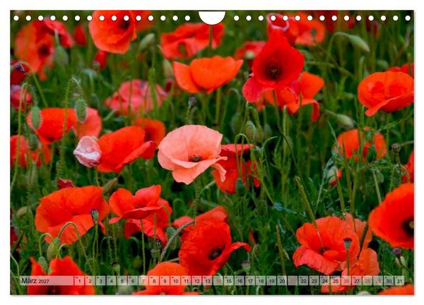 Produktbild: Voll Mohn (Wandkalender 2027 DIN A4 quer), CALVENDO Monatskalender