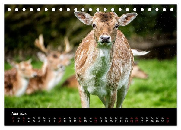Produktbild: Rehe und Hirsche in freier Natur (Tischkalender 2026 DIN A5 quer), CALVENDO Monatskalender