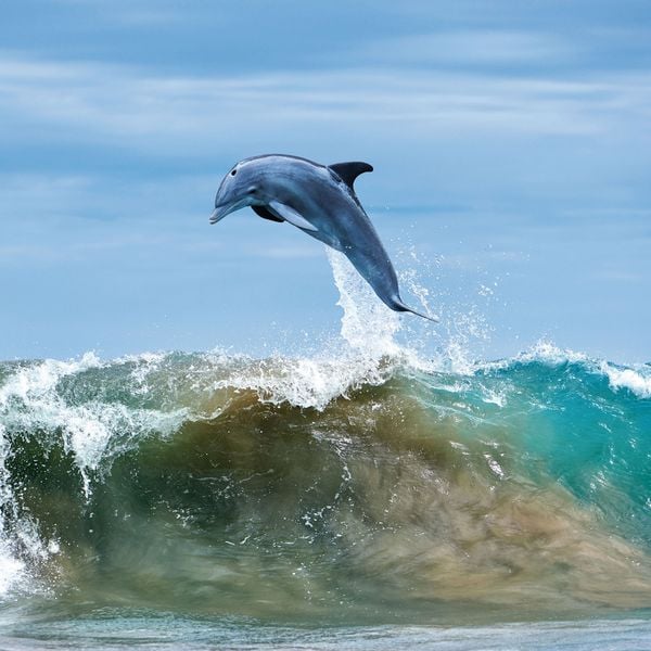Produktbild: Dolphins/Delfine 2024