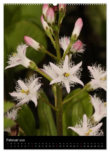 Produktbild: Seltene Wildblumen (Wandkalender 2026 DIN A2 hoch), CALVENDO Monatskalender
